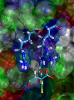 Interaction between BCL6 arginines and 79-6 carboxylates