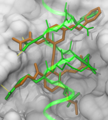 Superposition of Bim BH3 helix with its mimic #14 from the 2013 Jung et al paper, with Mcl-1 in the background