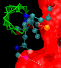 Helical wheel with side chains interacting with protein